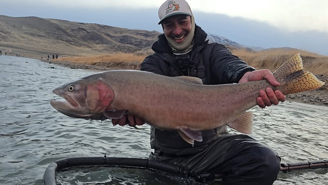 Made Baits - Minnow Rainbow Trout (1/16) 5-Pack