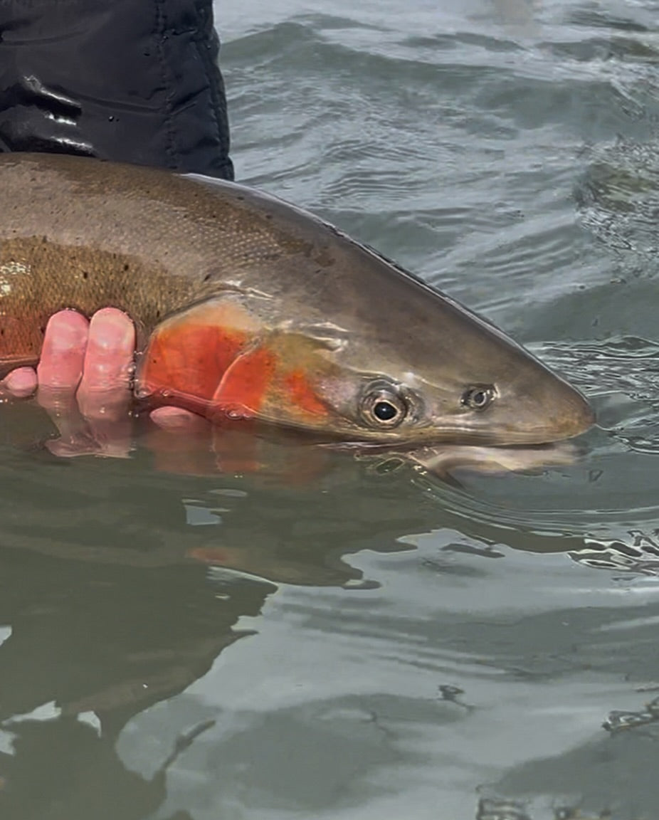 Made Baits - Mini Jig Beetle (1/32) 5-Pack