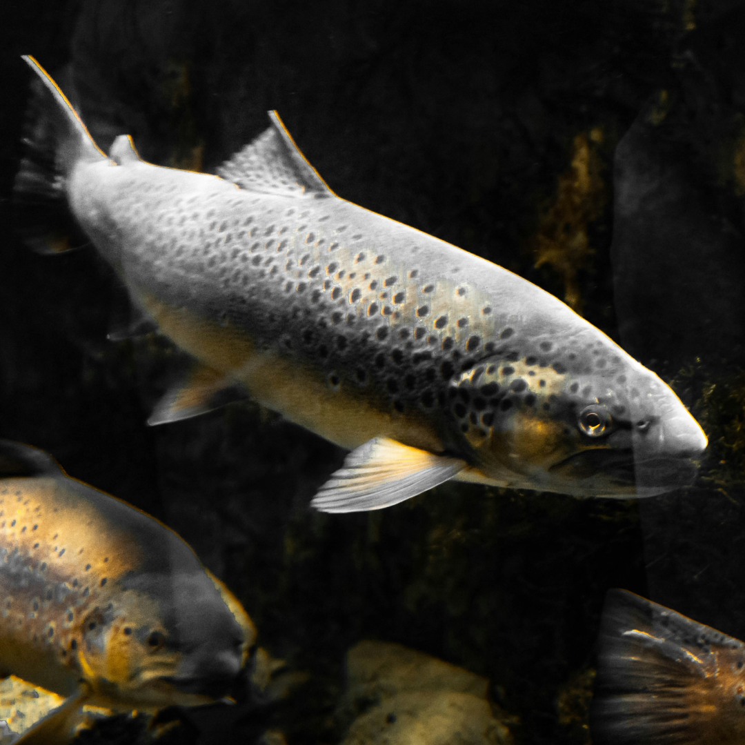 River & Stream Baits